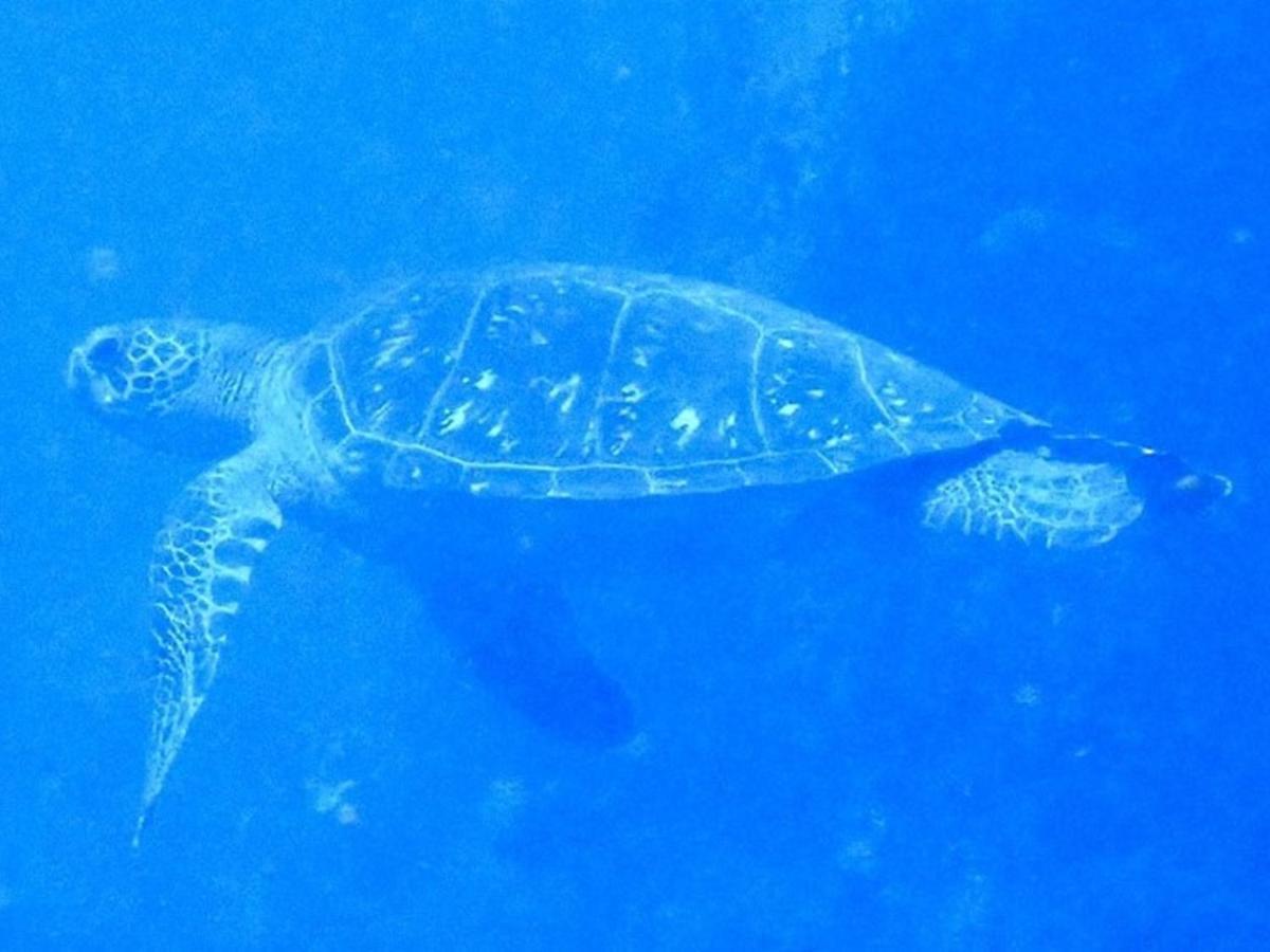 Ostello 癒楽 伊豆大島 Esterno foto