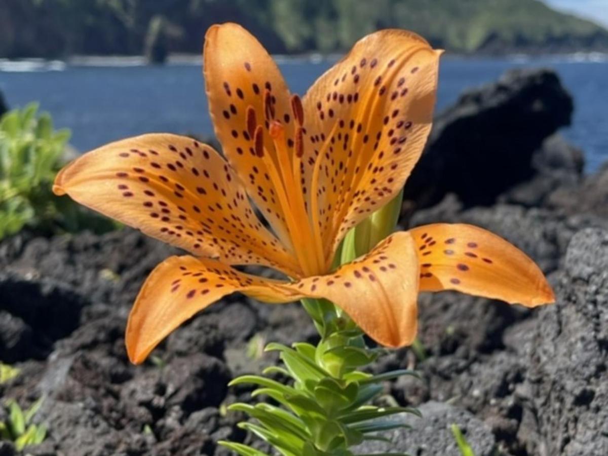 Ostello 癒楽 伊豆大島 Esterno foto