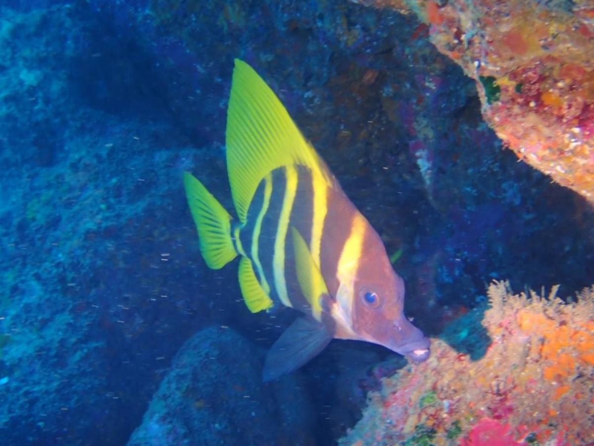 Ostello 癒楽 伊豆大島 Esterno foto