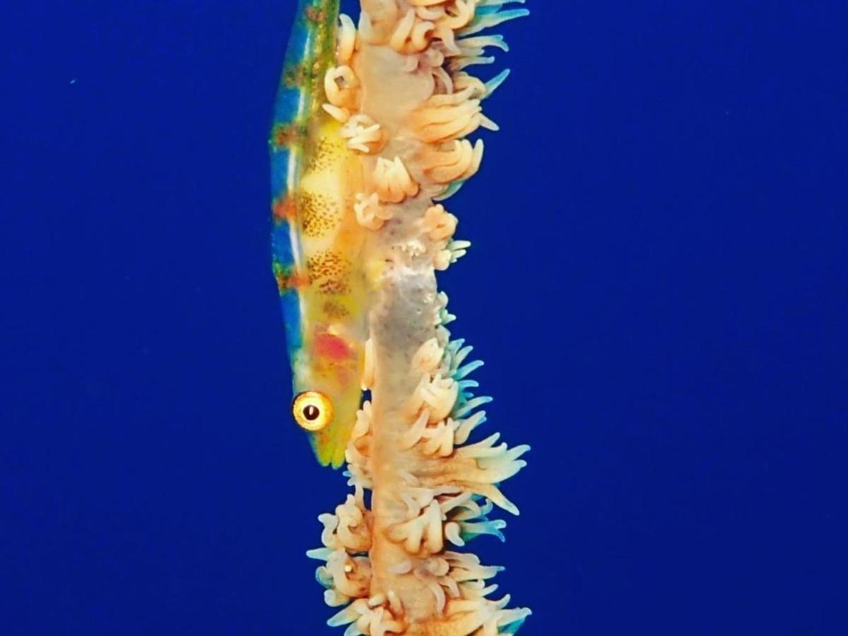 Ostello 癒楽 伊豆大島 Esterno foto