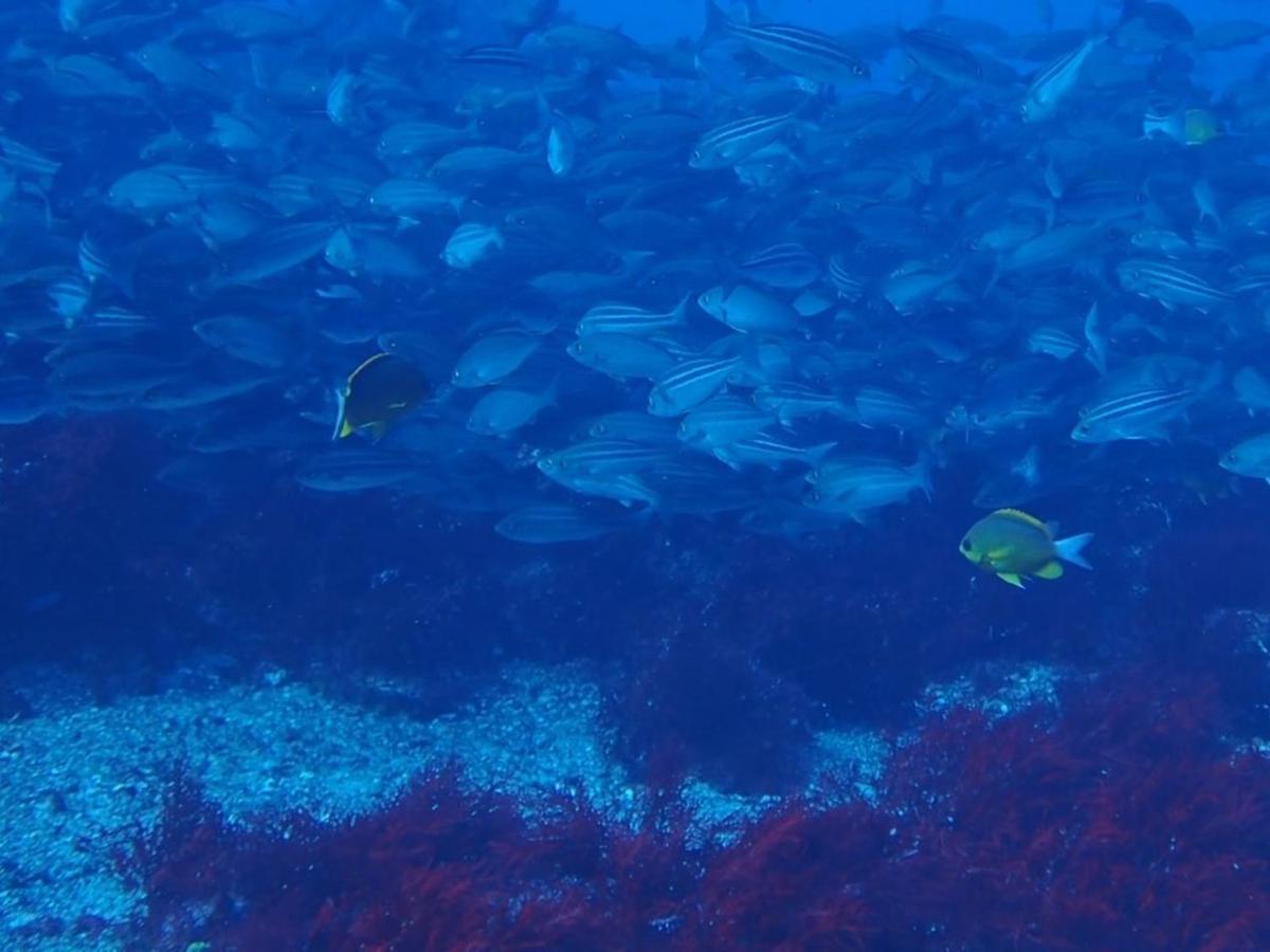Ostello 癒楽 伊豆大島 Esterno foto