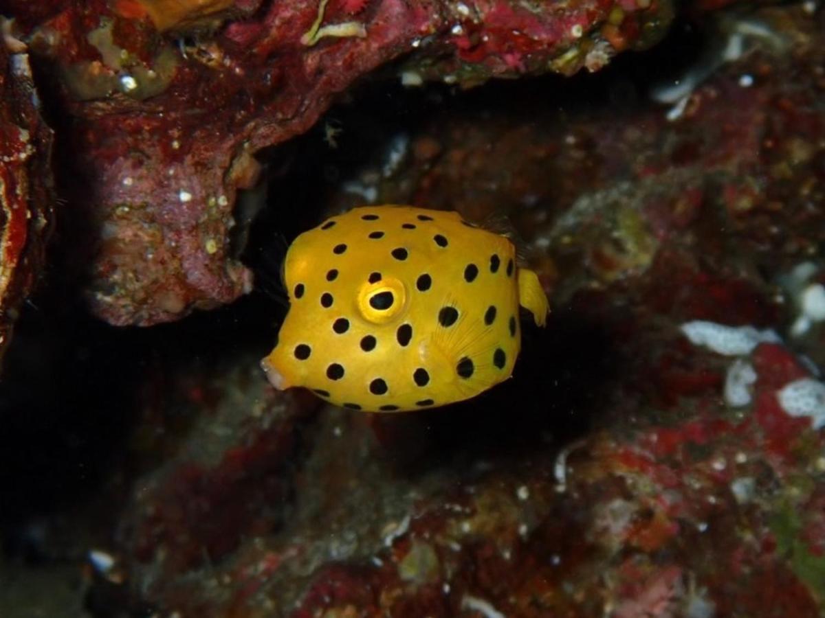 Ostello 癒楽 伊豆大島 Esterno foto