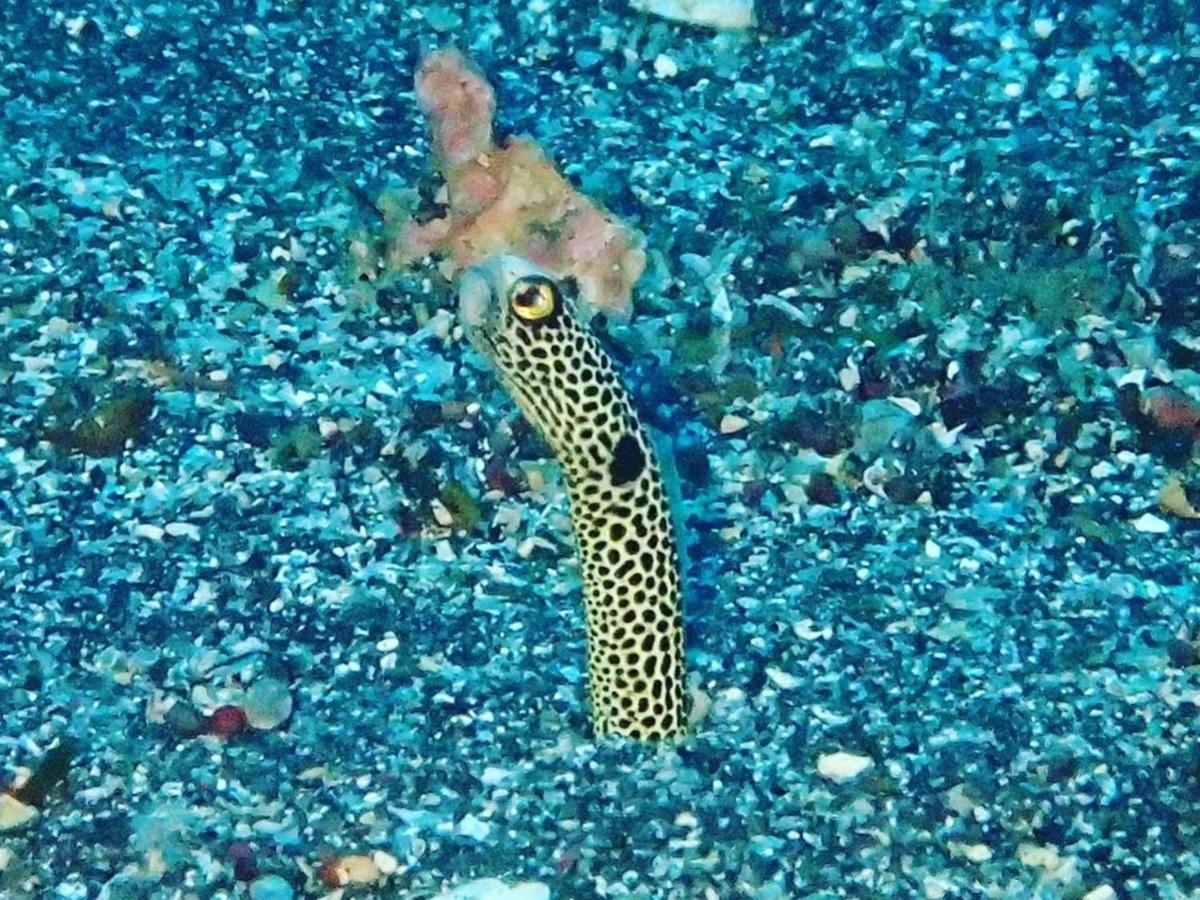 Ostello 癒楽 伊豆大島 Esterno foto